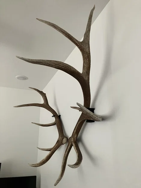 Giá treo sừng rụng Elk (Elk Shed Mounts) - Image 1