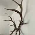 Giá treo sừng rụng Elk (Elk Shed Mounts) - Thumbnail 1