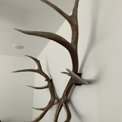 Giá treo sừng rụng Elk (Elk Shed Mounts)