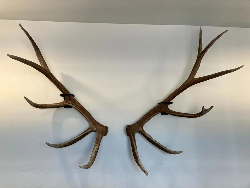Giá treo sừng rụng Elk (Elk Shed Mounts) - Image 2