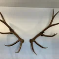 Giá treo sừng rụng Elk (Elk Shed Mounts) - Thumbnail 2