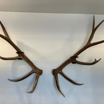 Giá treo sừng rụng Elk (Elk Shed Mounts)
