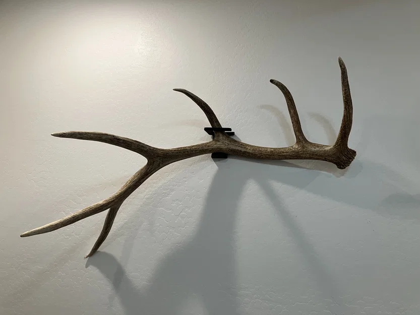 Giá treo sừng rụng Elk (Elk Shed Mounts) - Image 3