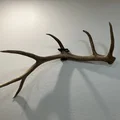 Giá treo sừng rụng Elk (Elk Shed Mounts) - Thumbnail 3
