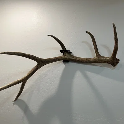 Giá treo sừng rụng Elk (Elk Shed Mounts)