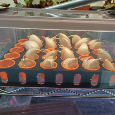 Khay ươm tép tỏi Aquaponic (Aquaponic Garlic Starting Tray)
