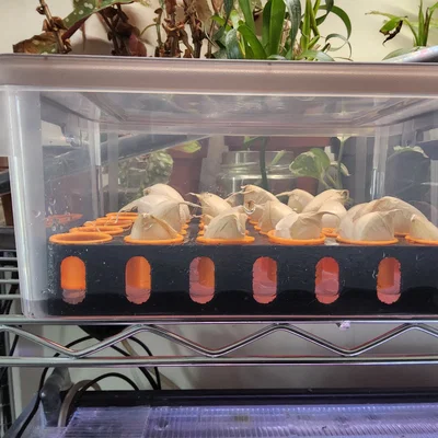 Khay ươm tép tỏi Aquaponic (Aquaponic Garlic Starting Tray)