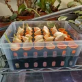Khay ươm tép tỏi Aquaponic (Aquaponic Garlic Starting Tray) - Thumbnail 4