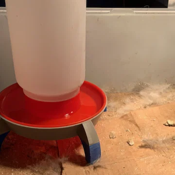 Bệ kê bình nước cho gà (Chicken water step stool)
