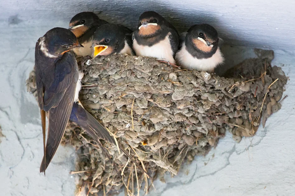 Mô hình tổ chim én (Swallow Nest) in 3D treo tường cho sân vườn - Image 1