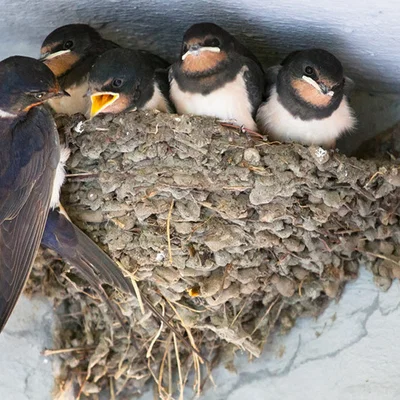 Mô hình tổ chim én (Swallow Nest) in 3D treo tường cho sân vườn