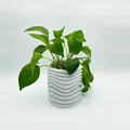 Chậu Cây Gợn Sóng (Wavy Plant Pot) - Thumbnail 1