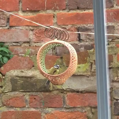 Máng ăn chim hoạ tiết Voronoi (Bird feeder with Voronoi pattern)