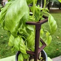 Cọc/khung đỡ cây dạng lồng mở, xếp chồng được - Thumbnail 2
