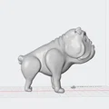 Mô hình 3D chú chó English Bulldog cực đáng yêu cho người sưu tầm - Thumbnail 3