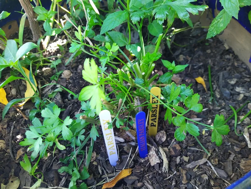Nhãn Cắm Đất Cho Rau Thơm Phổ Biến (COMMON GARDEN HERBS STAKE LABELS TAGS) - Image 4