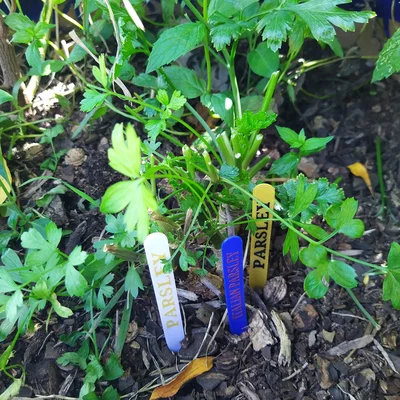 Nhãn Cắm Đất Cho Rau Thơm Phổ Biến (COMMON GARDEN HERBS STAKE LABELS TAGS)