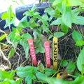 Nhãn Cắm Đất Cho Rau Thơm Phổ Biến (COMMON GARDEN HERBS STAKE LABELS TAGS) - Thumbnail 5