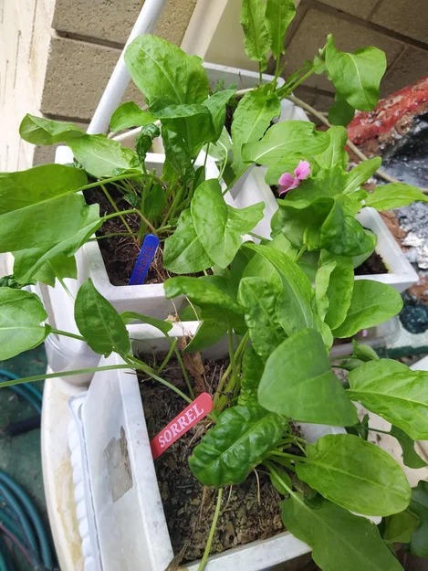 Nhãn Cắm Đất Cho Rau Thơm Phổ Biến (COMMON GARDEN HERBS STAKE LABELS TAGS) - Image 6
