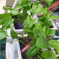Nhãn Cắm Đất Cho Rau Thơm Phổ Biến (COMMON GARDEN HERBS STAKE LABELS TAGS) - Thumbnail 6
