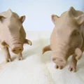 Heo rừng (Wild Boar) high-poly - Thumbnail 2