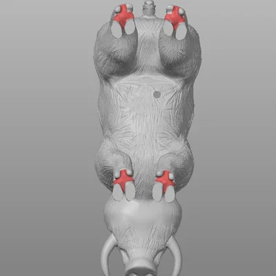 Heo rừng (Wild Boar) high-poly
