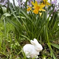 Thỏ Phục Sinh realist (Realistic Easter Bunny) - Thumbnail 3