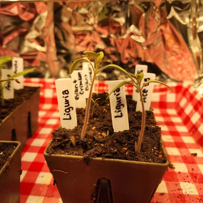 Plant Tags (Thẻ gắn cây trồng) để ghi chú và phân loại cây