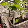 Plant Tags (Thẻ gắn cây trồng) để ghi chú và phân loại cây - Thumbnail 3