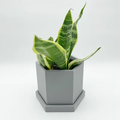 Chậu Cây Lục Giác (Hexagonal Plant Pot)