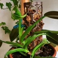Cọc rêu xếp chồng (Stackable Moss Pole) – Đỡ cây leo - Thumbnail 5