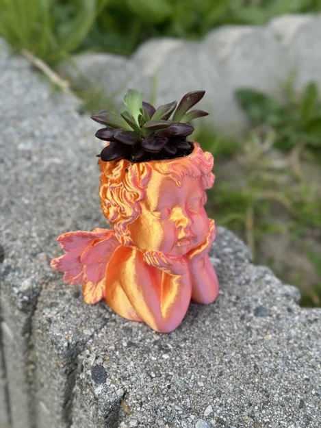 Chậu Cây Thiên Thần (trong nhà/ngoài trời) - Image 2