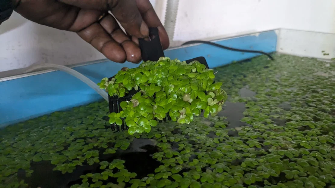 Lược Vớt Bèo Và Cây Thủy Sinh Trôi Nổi (Floating Plant Comb) - Image 1