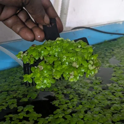 Lược Vớt Bèo Và Cây Thủy Sinh Trôi Nổi (Floating Plant Comb)