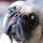 scarypug