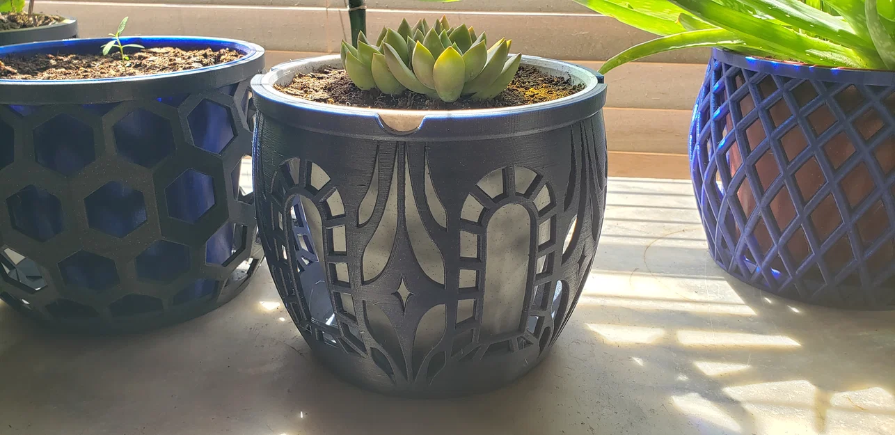 Window Star - Chậu Cây Cỡ Lớn - Image 1