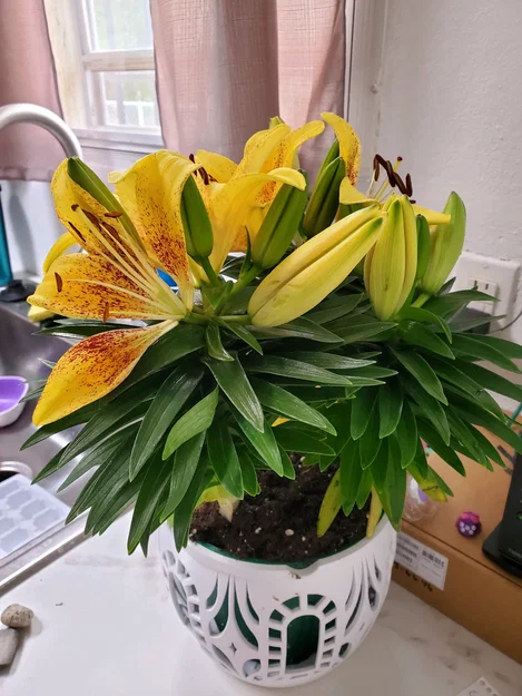 Window Star - Chậu Cây Cỡ Lớn - Image 3