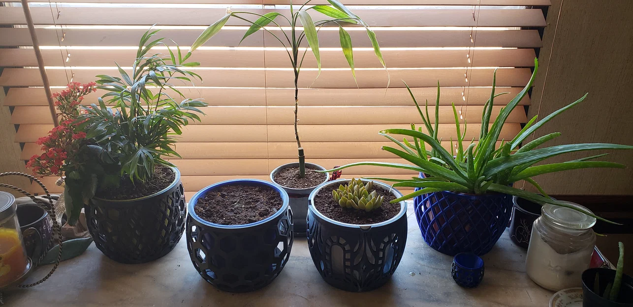 Window Star - Chậu Cây Cỡ Lớn - Image 5