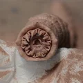 Mô hình sâu cát Dune Flexi Sandworm in 3D linh hoạt cực đẹp - Thumbnail 5
