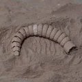 Mô hình sâu cát Dune Flexi Sandworm in 3D linh hoạt cực đẹp - Thumbnail 8