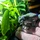 SmokinRoach_1744294
