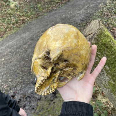 Hộp Sọ Sinh Nhật Grunt Halo (Halo Grunt Birthday Skull)