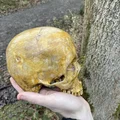 Hộp Sọ Sinh Nhật Grunt Halo (Halo Grunt Birthday Skull) - Thumbnail 3