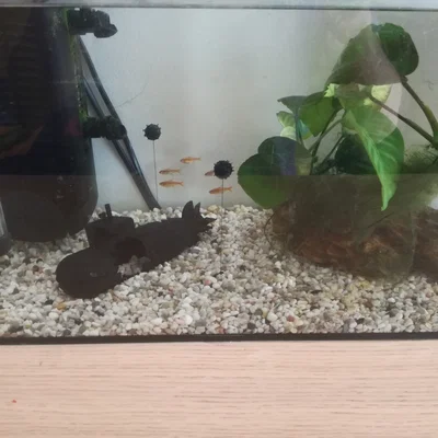 Tàu Ngầm Bị Chìm Cho Hồ Cá (Sunken Submarine for Aquarium)