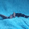 Cá mập hổ cát khớp linh hoạt (articulated Sand Tiger Shark) - Thumbnail 3