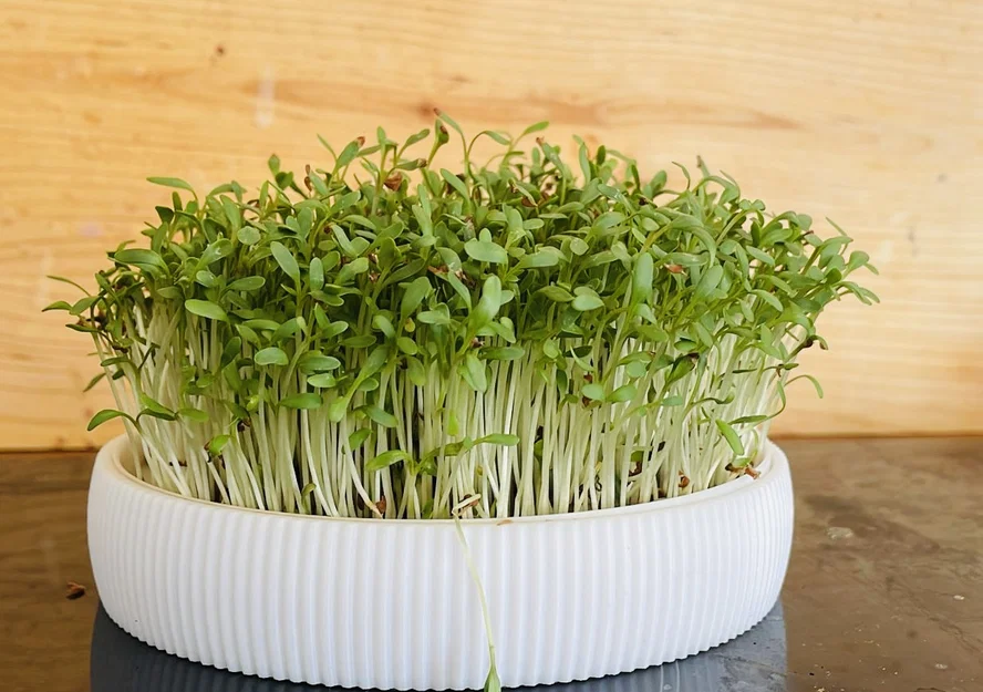 Anzuchtschale – Bộ khay ươm Microgreens tại nhà - Image 1