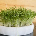 Anzuchtschale – Bộ khay ươm Microgreens tại nhà - Thumbnail 1