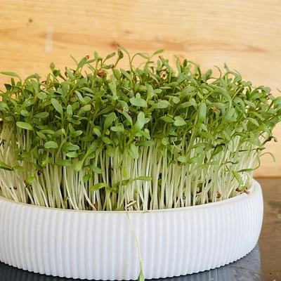 Anzuchtschale – Bộ khay ươm Microgreens tại nhà