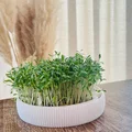 Anzuchtschale – Bộ khay ươm Microgreens tại nhà - Thumbnail 2