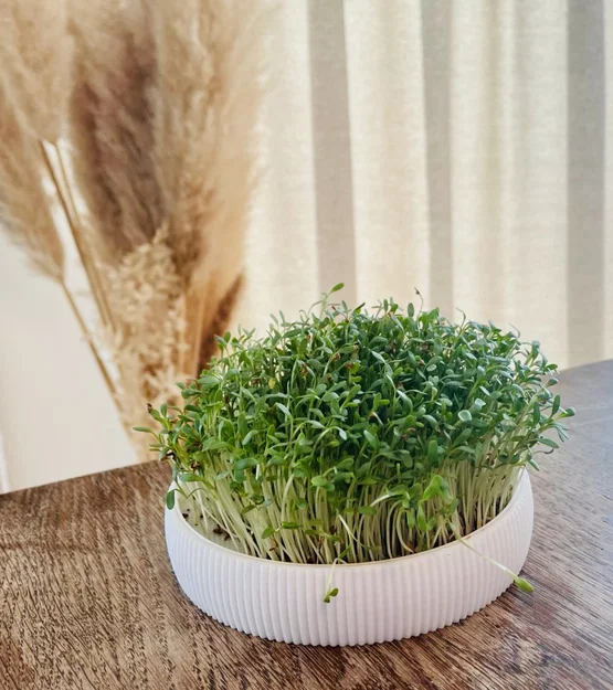 Anzuchtschale – Bộ khay ươm Microgreens tại nhà - Image 3